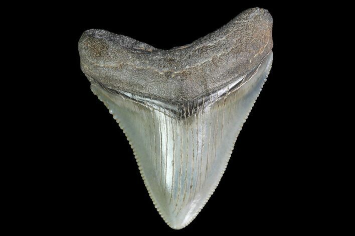 Serrated, Juvenile Megalodon Tooth - Georgia #142338